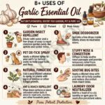 8 uses of garlic essential oil