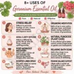 8 uses of geranium essential oil