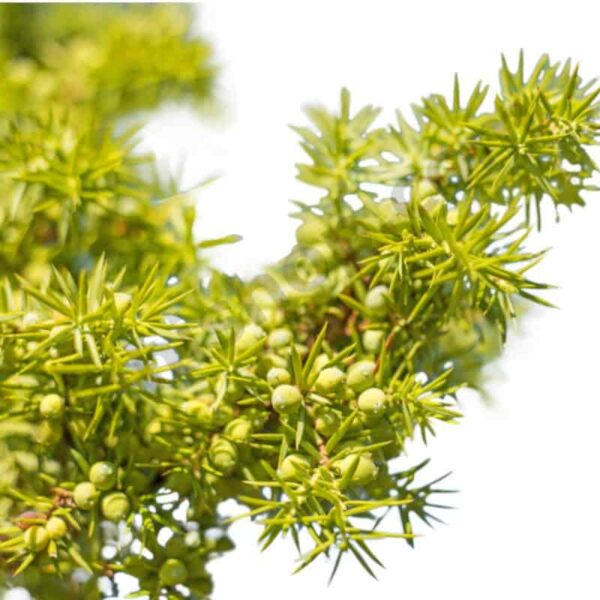 Cade Essential Oil