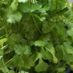 Coriander Essential Oil