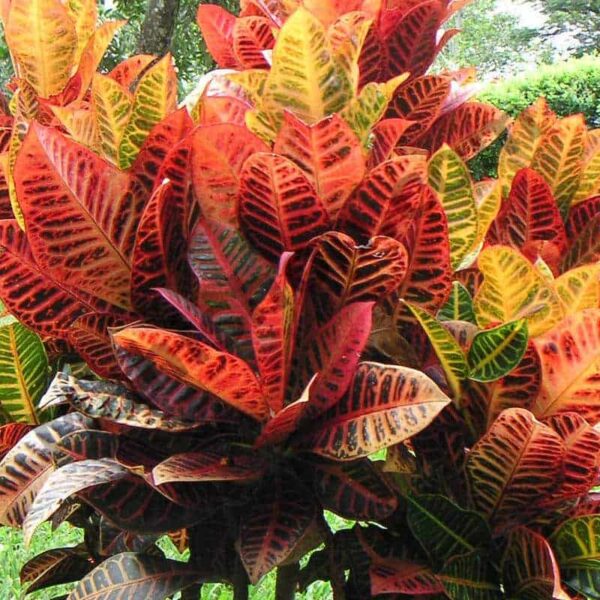 Croton Oil