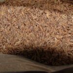 Dill Seed Essential Oil