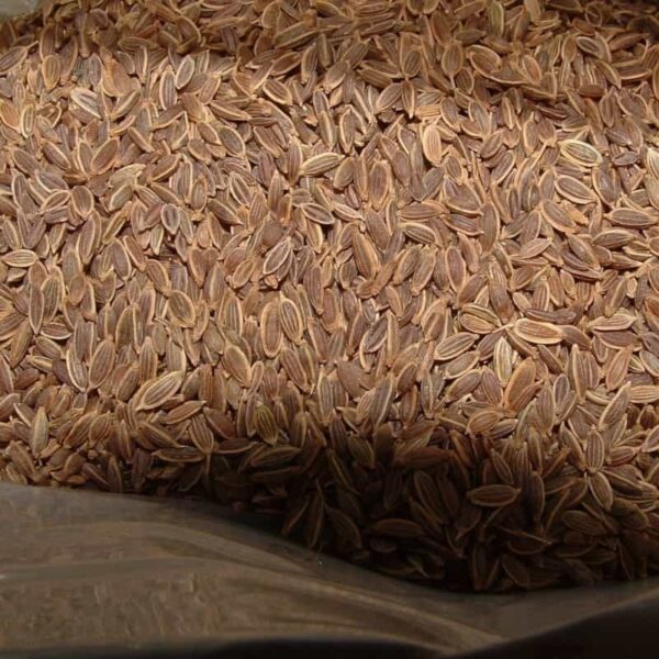 Dill Seed Essential Oil