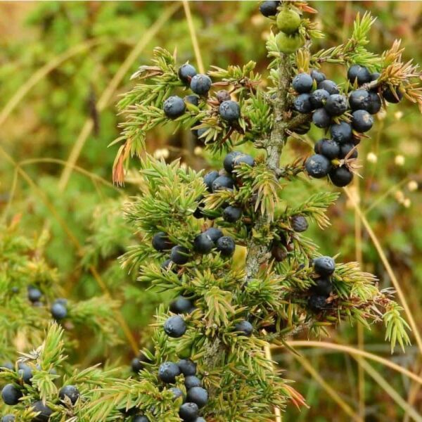 Juniper Berry Essential Oil