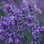 Lavandin Essential Oil
