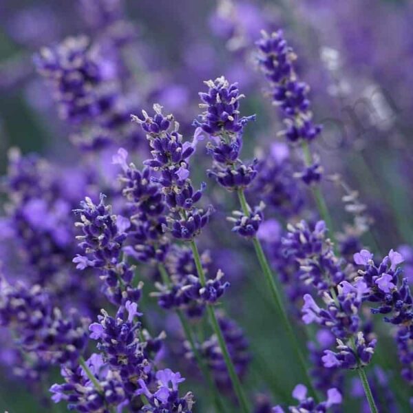 Lavandin Essential Oil