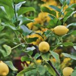 Lemon Essential Oil