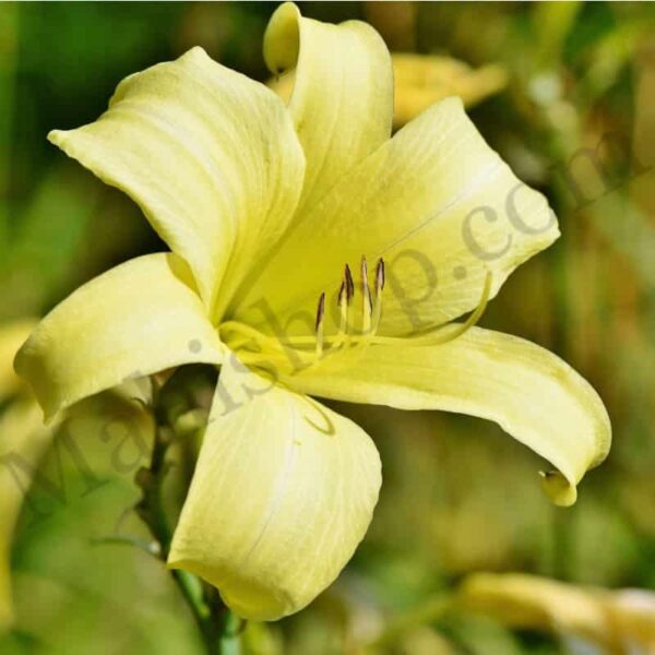 Lily Attar