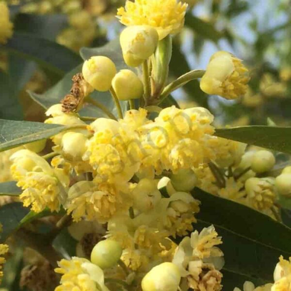 Litsea Cubeba Essential Oil