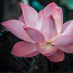Lotus Attar