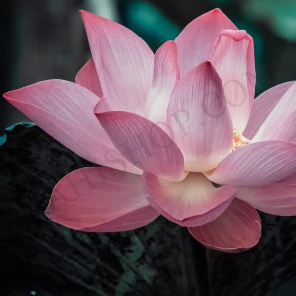 Lotus Attar