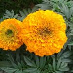Marigold(genda) Attar