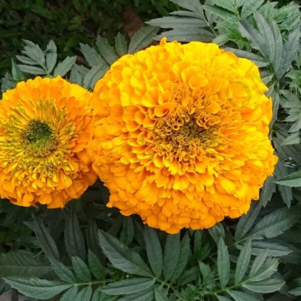Marigold(genda) Attar