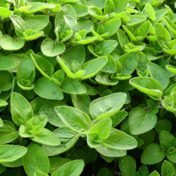 Marjoram Essential Oil