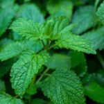 Melissa Essential Oil