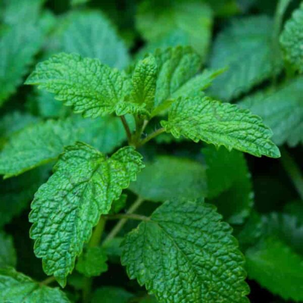 Melissa Essential Oil