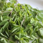 Moringa Oil