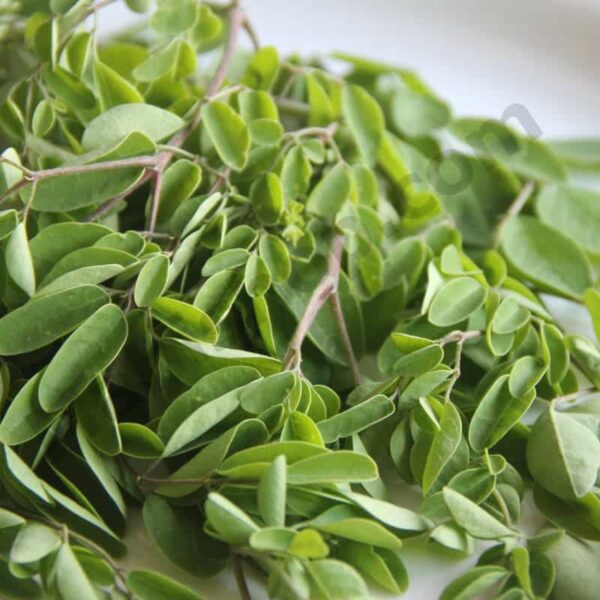 Moringa Oil