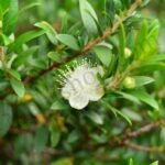 Myrtle Essential Oil