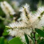 Niaouli Essential Oil