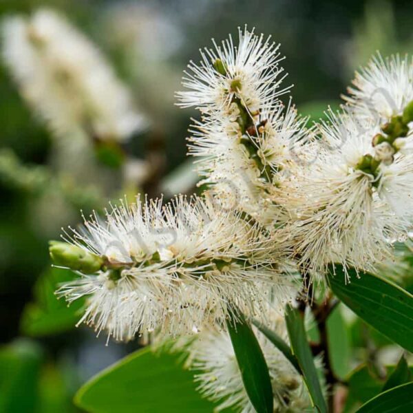 Niaouli Essential Oil