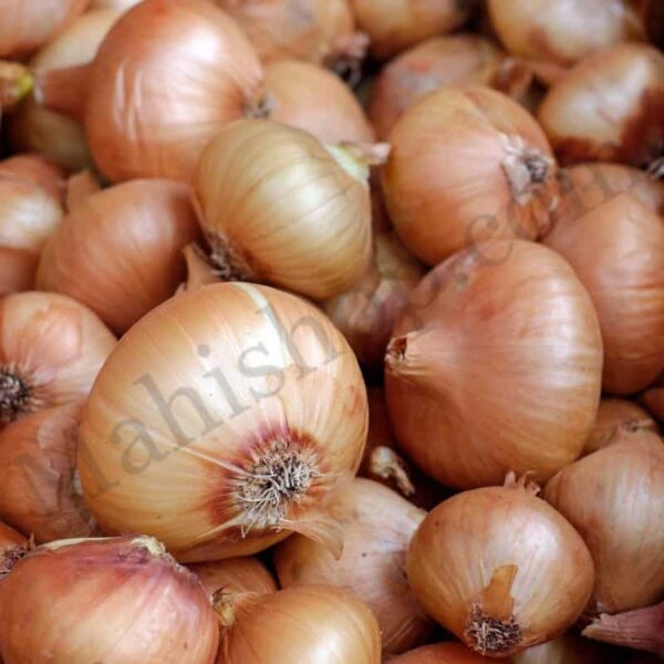Onion Essential Oil