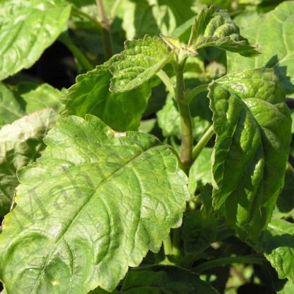 Patchouli Essential Oil