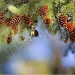 Pine Essential Oil