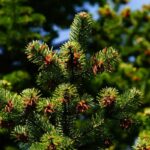 Pine Needle Essential Oil