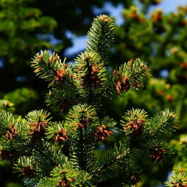 Pine Needle Essential Oil