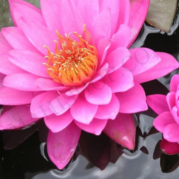 Pink Lotus Attar