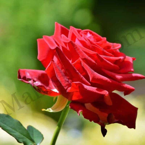 Rose Attar