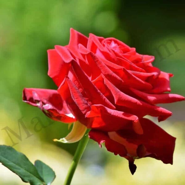 Rose Essential Oil