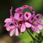 Rose Geranium Essential Oil