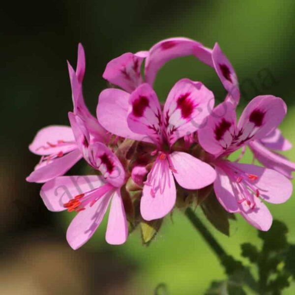 Rose Geranium Essential Oil