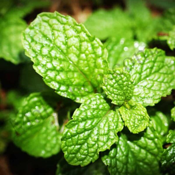 Spearmint Essential Oil