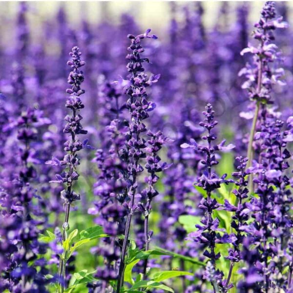 Spike Lavender Essential Oil