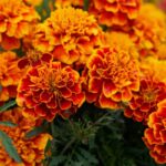Tagetes Essential Oil