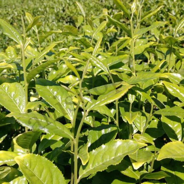 Tea Tree Essential Oil