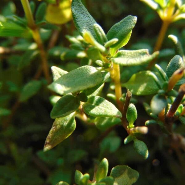 Thyme Essential Oil