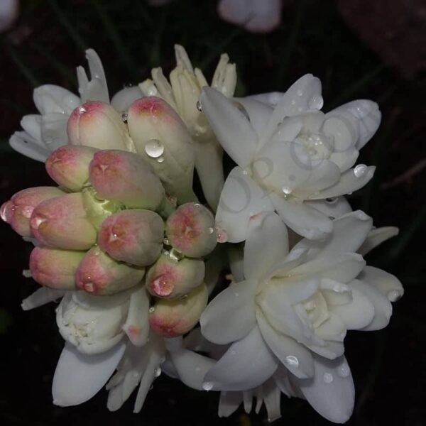 Tuberose Attar