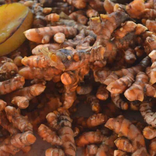 Turmeric Root Essential Oil