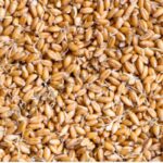 Wheat Germ Carrier Oil
