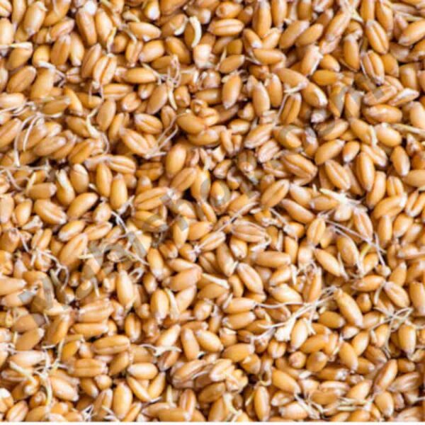 Wheat Germ Carrier Oil