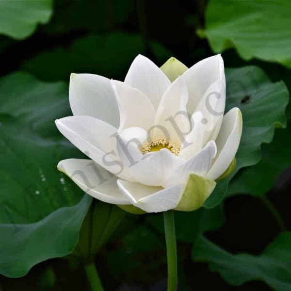White Lotus Attar