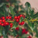 Wintergreen Essential Oil