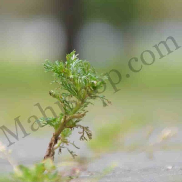Wormwood Essential Oil