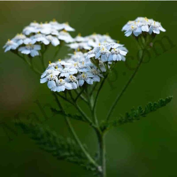 Yara Yara Essential Oil