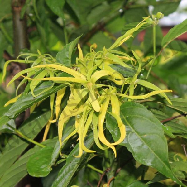 Ylang Ylang Oil