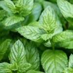 Mentha Piperata Essential Oil